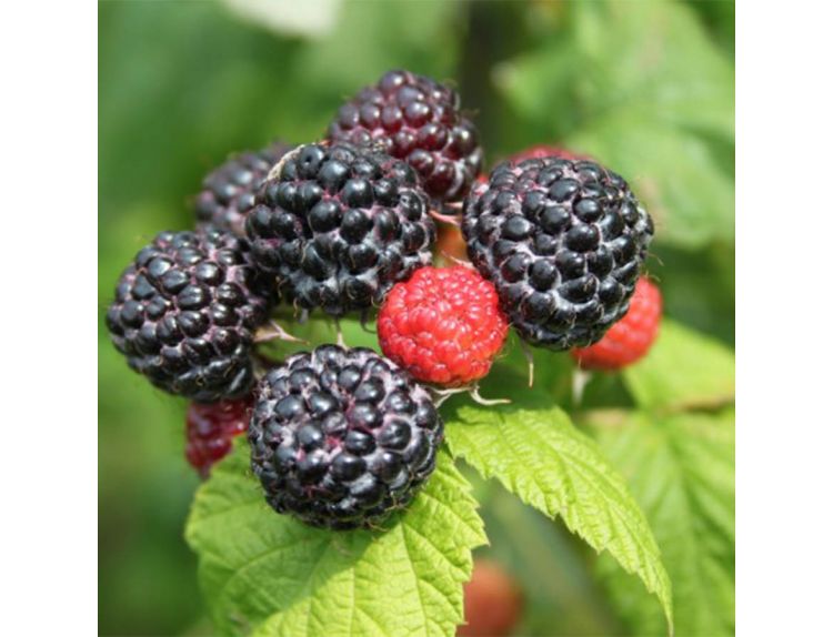 Raspberry Black Jewel 3 litre pot Knights Garden Centres