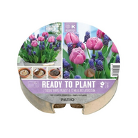 Ready To Plant Bulb Trays