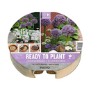 Ready to Plant Plant-O-Mat Allium