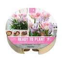 Ready to Plant Plant-O-Mat - Tulip & Chionodoxa