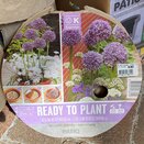 Ready to Plant Tray Allium