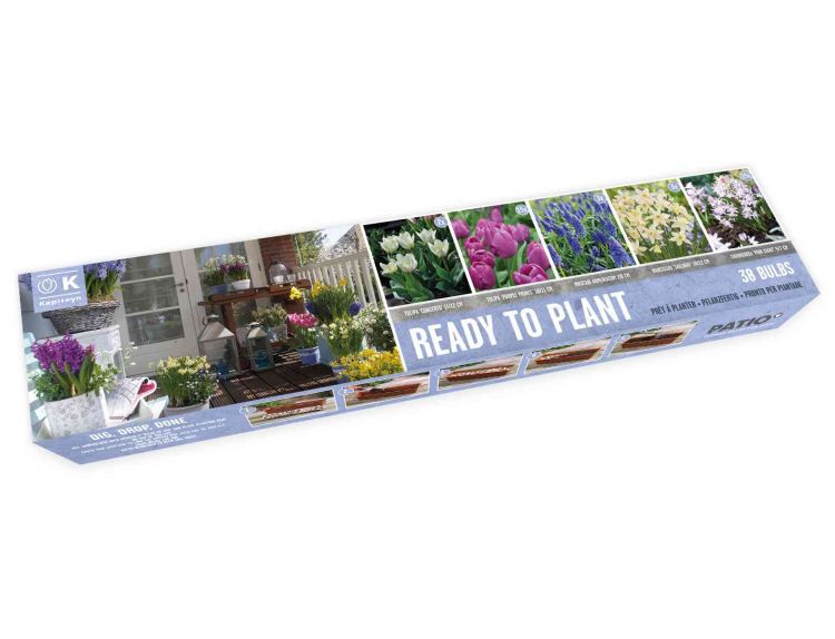 Ready to Plant Tray Galaxy Mix