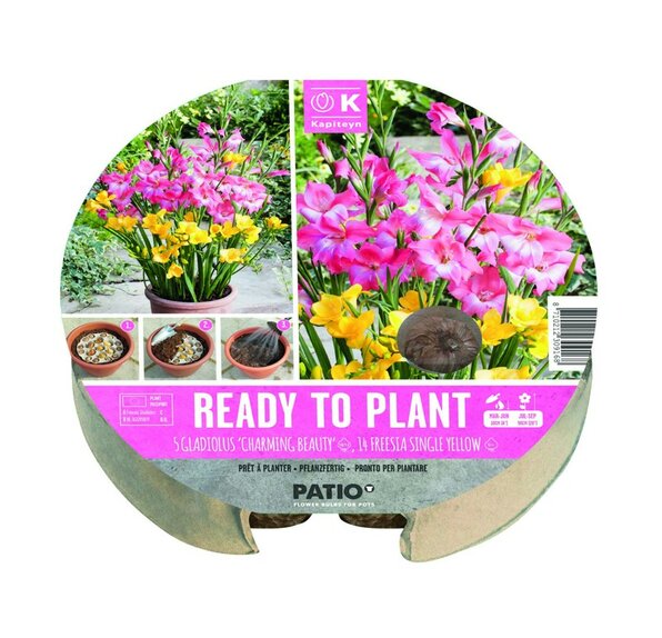 Ready to Plant Tray Gladiolus & Freesia