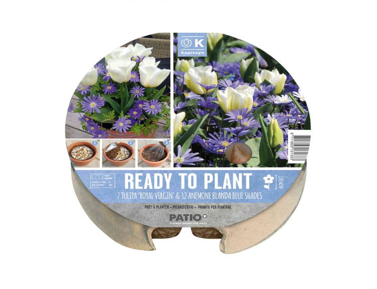 Ready to Plant Tray Tulip & Anemone