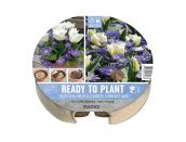 Ready to Plant Tray Tulip & Anemone