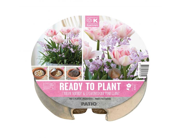 Ready to Plant Tray Tulip & Chionodoxa