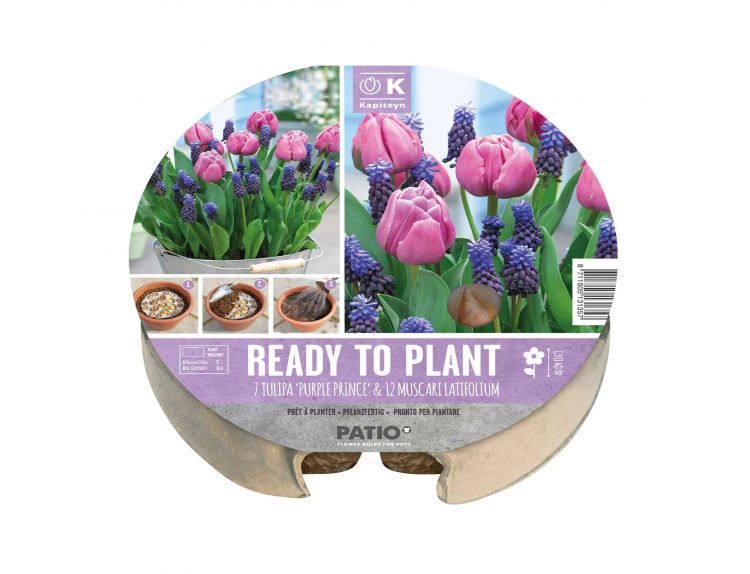 Ready to Plant Tray Tulip & Muscari