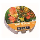 Ready to Plant Tray Wild Blooms