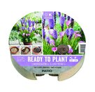 Ready to Plant Tray Zantedeschia & Liatris