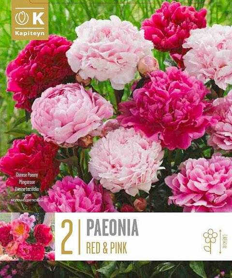 Red and Pink Paeonia 
