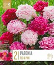 Red and Pink Paeonia 