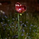 Red Rose - image 1