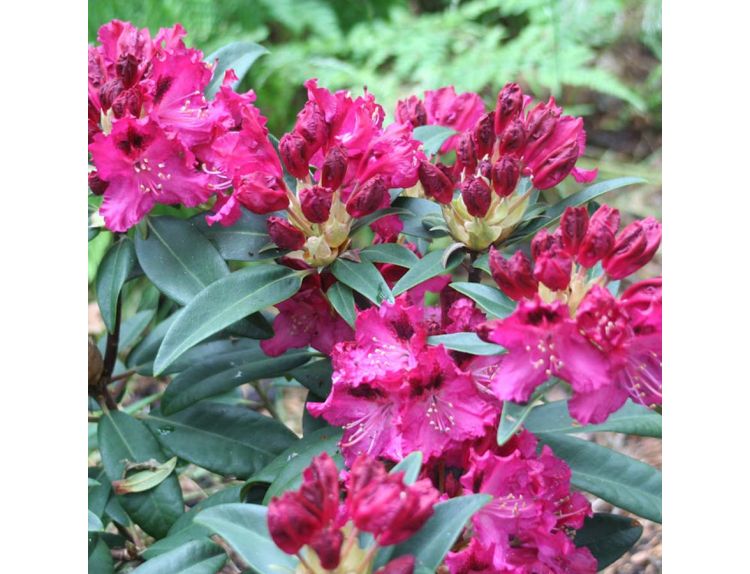 Rhododendron Compact Hybrid Marie Fortie