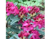 Rhododendron Compact Hybrid Marie Fortie