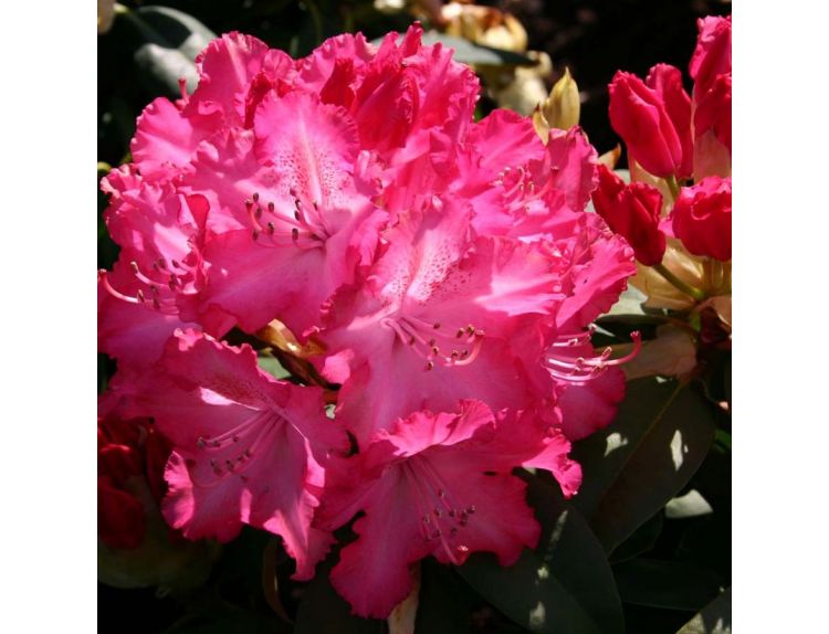 Rhododendron Compact Hybrid Sternzauber