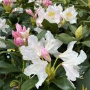 Rhododendron Cunningham's White