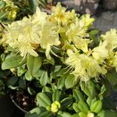 Rhododendron Dwarf Shamrock - image 1