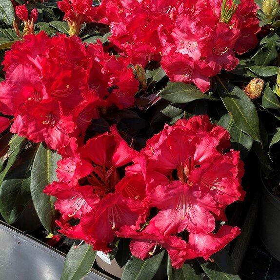 Rhododendron Halfdan Lem