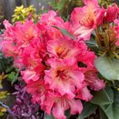Rhododendron Hardy Hybrid Fire Rim