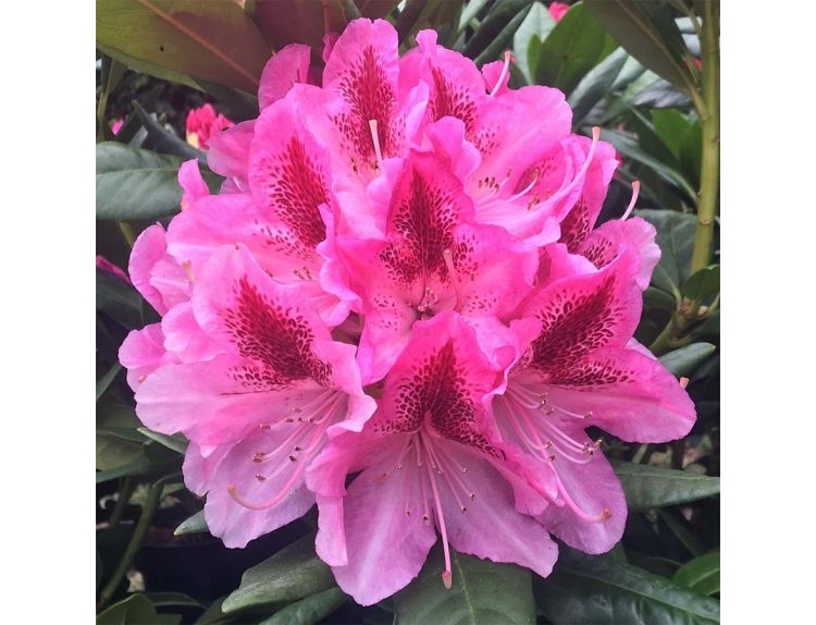 Rhododendron Hybrid Cosmopolitan