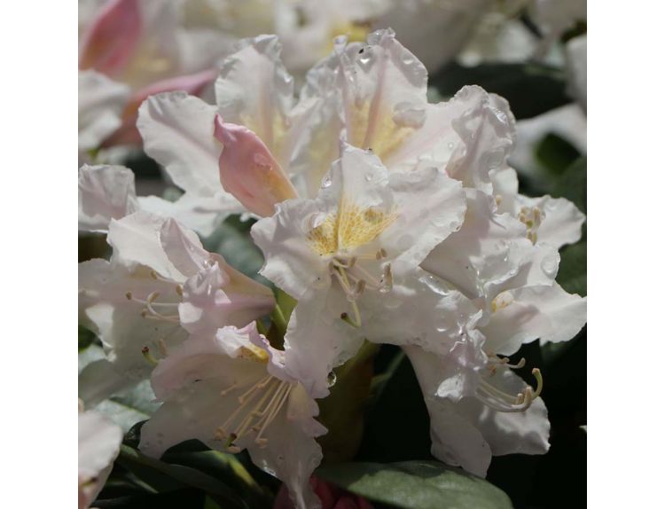 Rhododendron Hybrid Cunninghams White