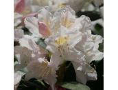 Rhododendron Hybrid Cunninghams White