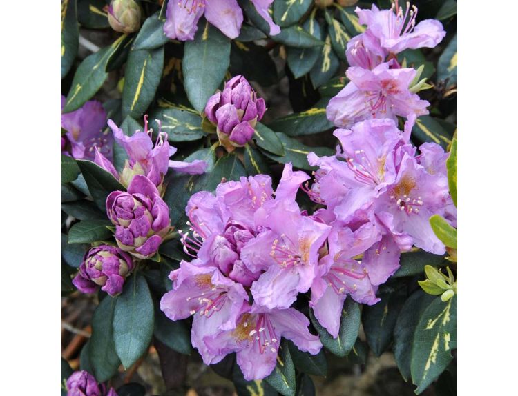 Rhododendron Hybrid Goldflimmer