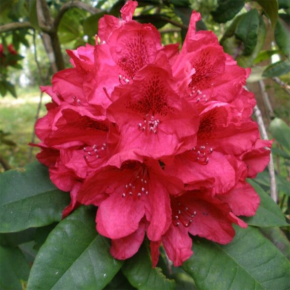 Rhododendron Hybrid Lord Robert's