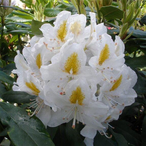 Rhododendron Hybrid Madame Masson