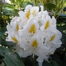 Rhododendron Hybrid Madame Masson