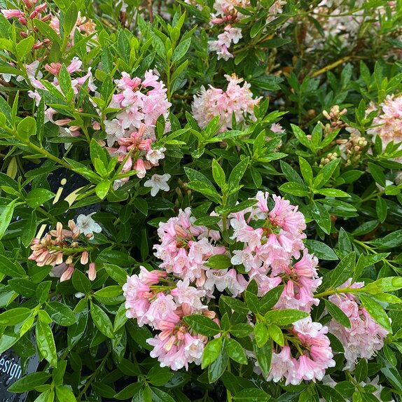 Rhododendron micranthum 'Bloombux'® - image 1