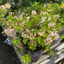 Rhododendron micranthum 'Bloombux'® - image 2