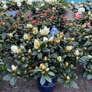 Rhododendron simsii (Azalea) indica Christine Belli