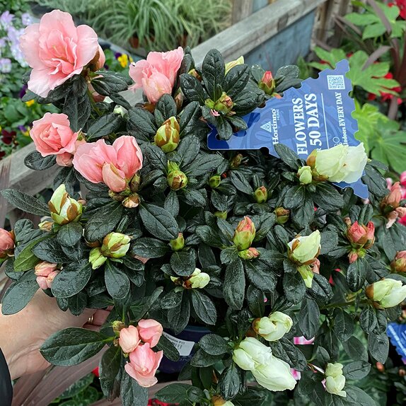 Rhododendron simsii (Azalea) indica Christine Tricolor 3 colours in pot