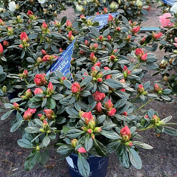 Rhododendron simsii (Azalea) indica Classic Rouge - Red