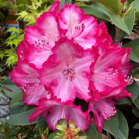 Rhododendron XXL - image 1