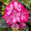 Rhododendron XXL - image 1