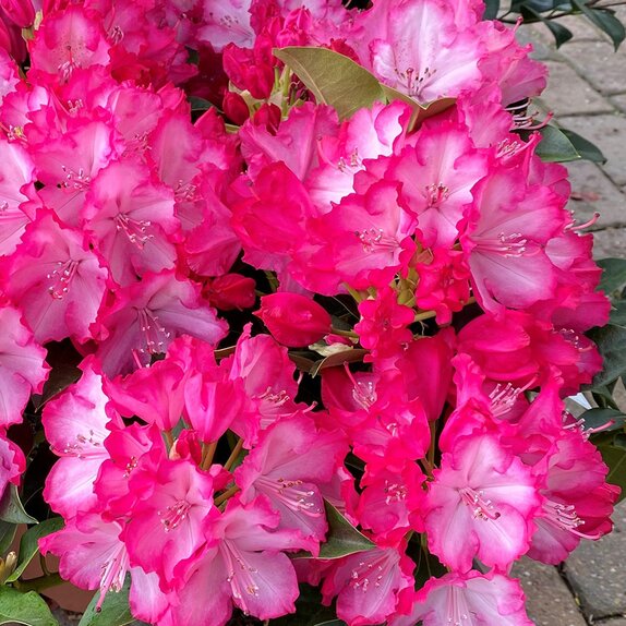 Rhododendron XXL The Original - image 2