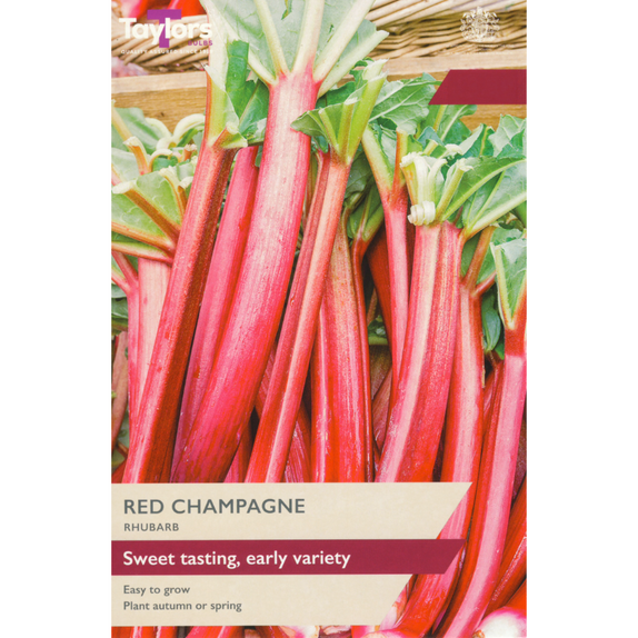 Rhubarb Crown 'Red Champagne'