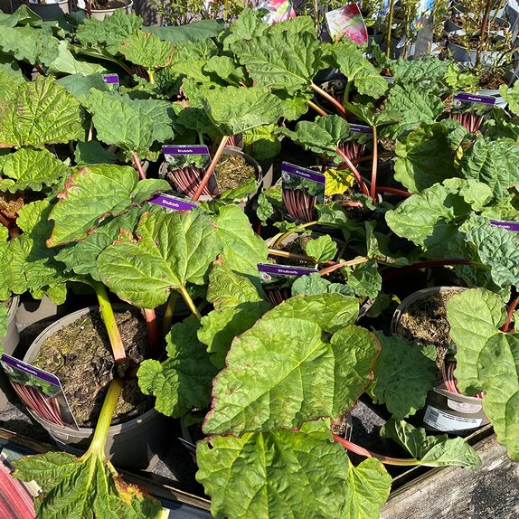 Rhubarb Timperley Early