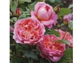 Rose - Boscobel Shrub Rose by David Austin
