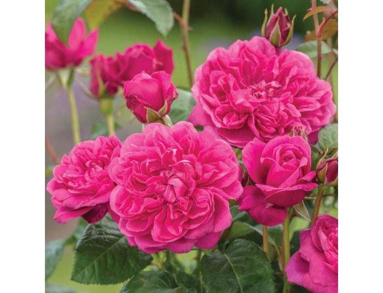Rose - James L Austin Shrub Rose by David Austin