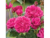 Rose - James L Austin Shrub Rose by David Austin