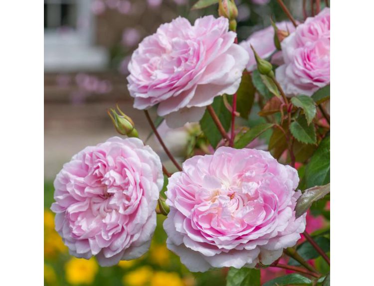 Rose - Silas Marner Shrub Rose by David Austin