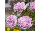 Rose - Silas Marner Shrub Rose by David Austin