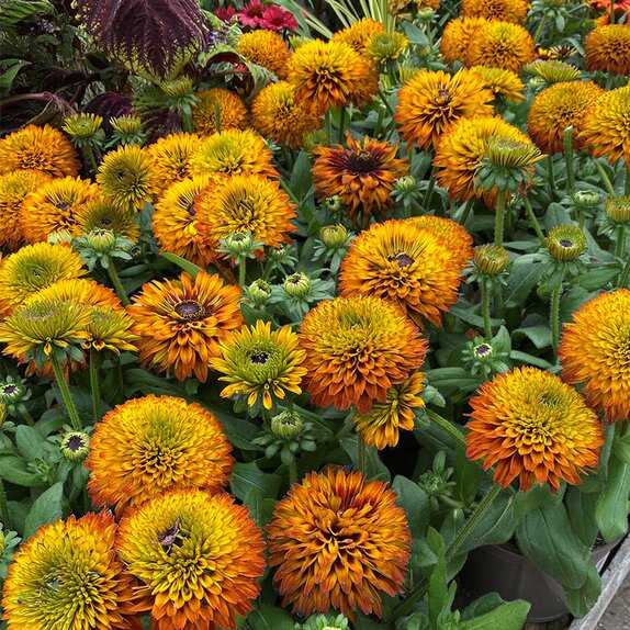 Rudbeckia Fireball - image 1
