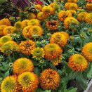 Rudbeckia Fireball - image 1