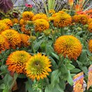 Rudbeckia Fireball - image 2