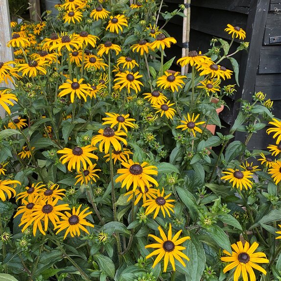 Rudbeckia fulgida 'Goldschirm' heavy XXXL