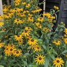 Rudbeckia fulgida 'Goldschirm' heavy XXXL